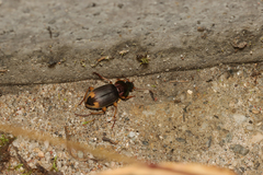 Chlaenius virgulifer