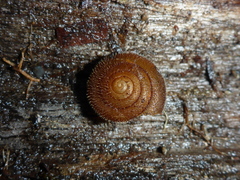 Vespericola armigera