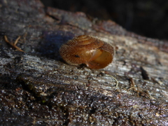 Vespericola armigera