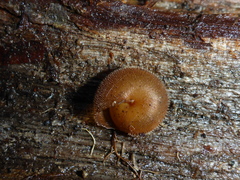 Vespericola armigera
