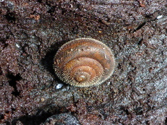 Vespericola armigera