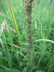 Pedicularis uralensis