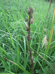 Pedicularis uralensis