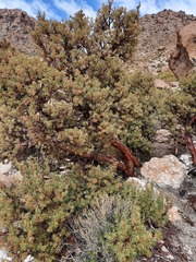 Polylepis tarapacana