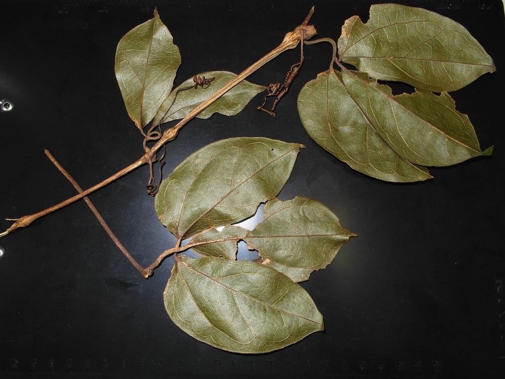 Trichosanthes elmeri