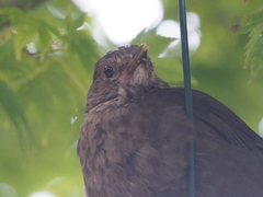 Turdus merula merula