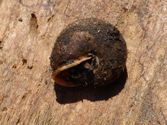 Vespericola armigera