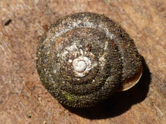 Vespericola armigera
