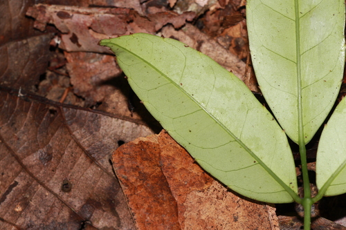 Tetrastigma curtisii