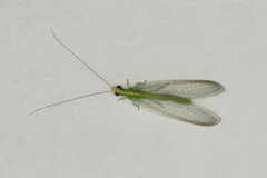 Chrysoperla