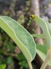 Conura amoena