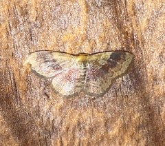 Leptostales ferruminaria