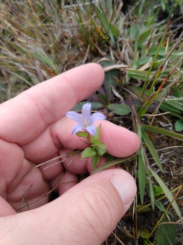 Image of Eastwoodiella californica by no rights reserved
