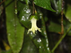Jaltomata viridiflora