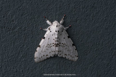 Lymantria marginalis