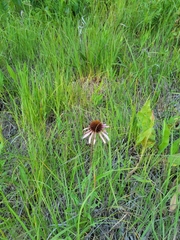 Echinacea angustifolia
