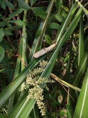 Artemisia anomala