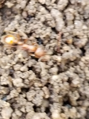 Manica