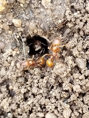 Manica