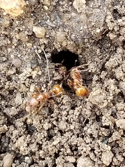 Manica