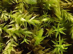 Rhynchostegium