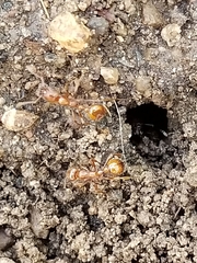 Manica