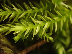 Rhynchostegium