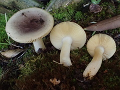 Russula versicolor