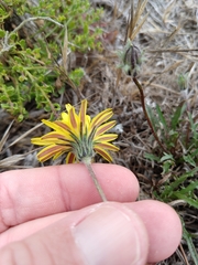 Agoseris apargioides