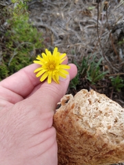 Agoseris apargioides