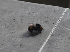 Bombus terrestris