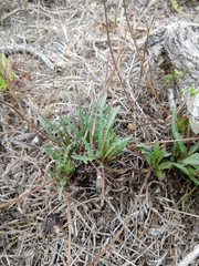 Agoseris apargioides