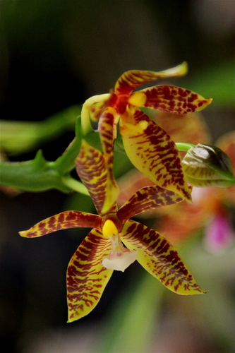 Phalaenopsis cornu-cervi (Breda) Blume & Rchb.f.