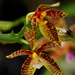 Phalaenopsis cornu-cervi - Photo (c) cskk,  זכויות יוצרים חלקיות (CC BY-NC-ND)