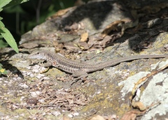 Aspidoscelis sackii