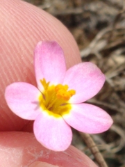 Leptosiphon rosaceus