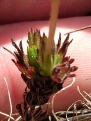 Leptosiphon rosaceus