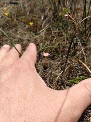 Leptosiphon rosaceus