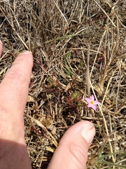 Leptosiphon rosaceus