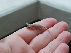 Gehyra mutilata