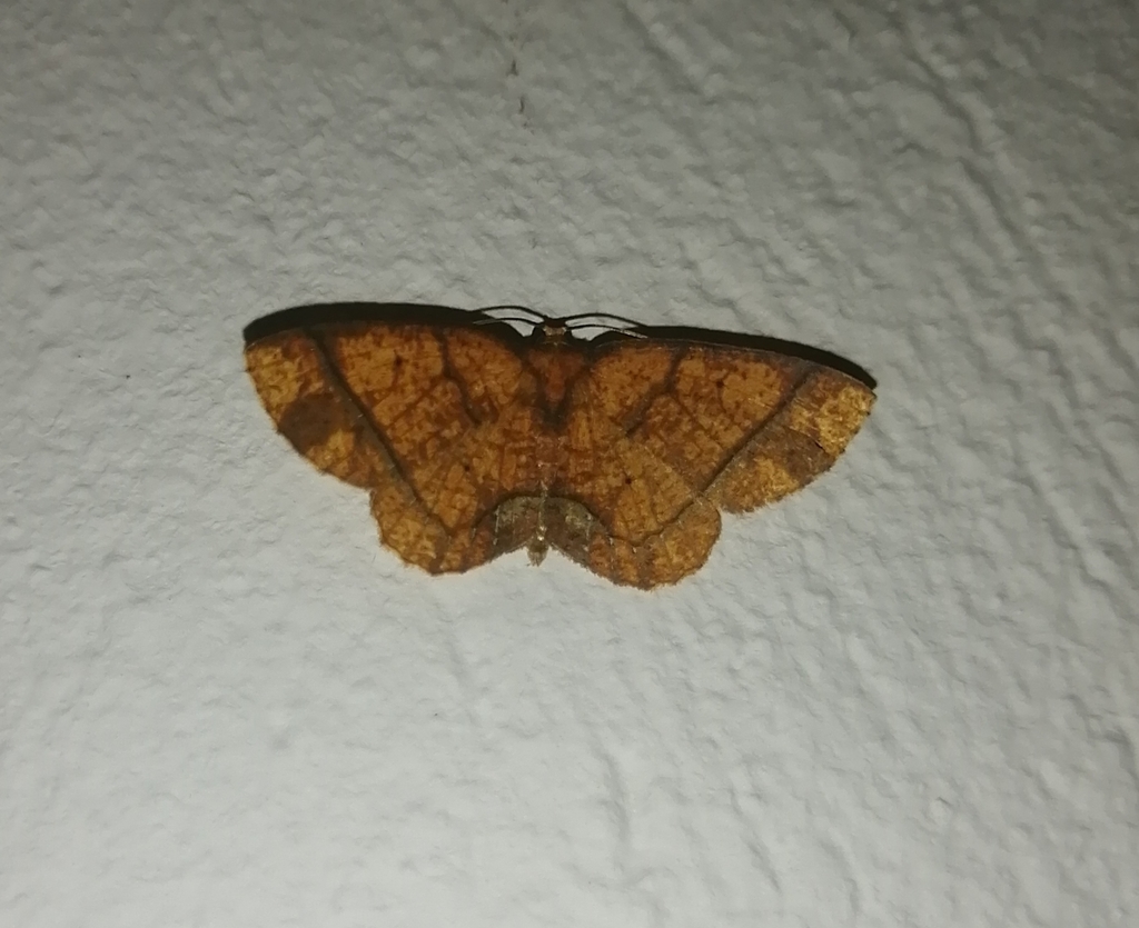 Melinodes