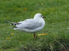 Chroicocephalus novaehollandiae scopulinus