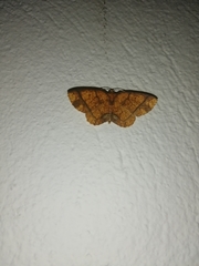 Melinodes detersaria