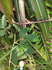 Ampelopsis delavayana