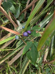 Ampelopsis delavayana