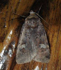 Diarsia jucunda