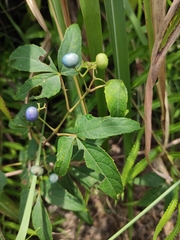 Ampelopsis delavayana