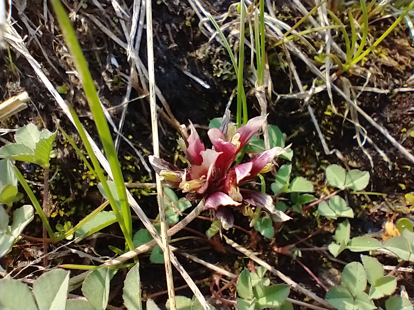 Trifolium longipes ssp. shastense