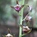 Grass Orchid - Photo (c) chipmunk_1, some rights reserved (CC BY-SA)