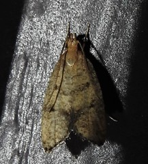 Psilocorsis quercicella